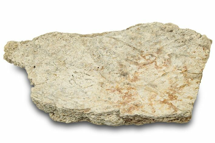 Dinosaur (Triceratops) Frill Shield Section - Montana #323029